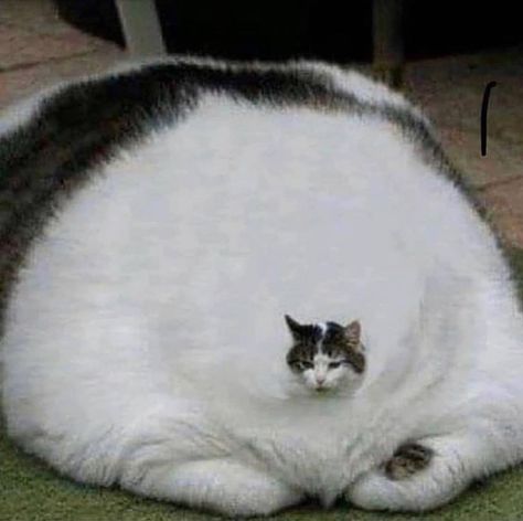 Fat Cats Funny, Obese Cat, Cute Fat Cats, Funny Looking Cats, Image Chat, Silly Cats Pictures, Cute Cats Photos, 웃긴 사진, Silly Animals