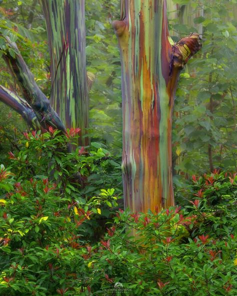 Rainbow Eucalyptus Tree Photography, Rainbow Eucalyptus Tree Maui, Rainbow Eucalyptus Tree Hawaii, Australian Forest, Rainbow Trees, Rainbow Eucalyptus Tree, Macro Photography Insects, Running Pictures, Rainbow Eucalyptus