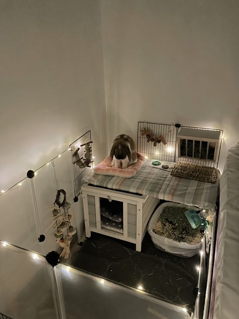 Bedroom Rabbit Setup, Small Indoor Rabbit Enclosure, Rabbit Cage Decor, Bedroom Bunny Setup, Clean Bunny Cage, Bedroom With Bunny Cage, Rabbit Indoor House Ideas Small Space, Bunny Living Room Indoor Rabbit, Bunny Cages For Small Rooms