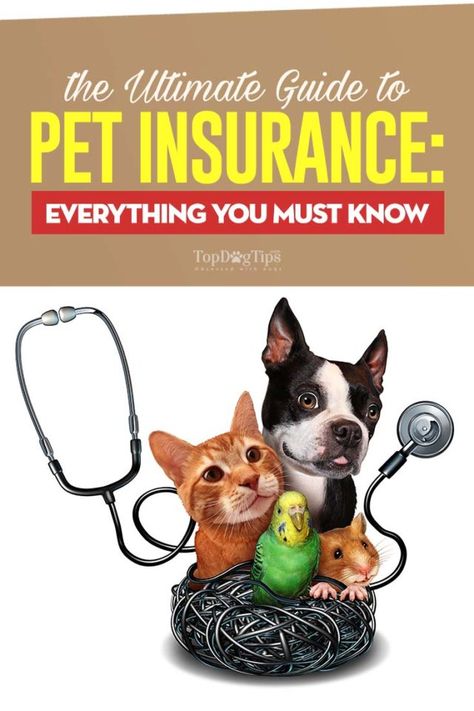 Pet Insurance Dogs, Cat Illnesses, Dog Insurance, Pet Businesses, Pet Insurance, Healthy Pets, Dog Health, Pet Health, Dog Care