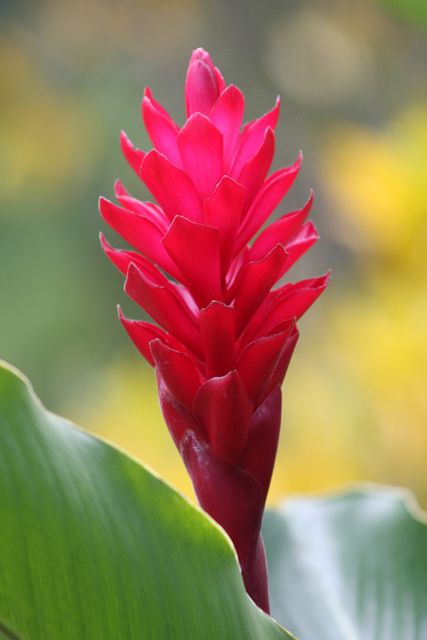 red ginger lily Ginger Lily Tattoo, Ginger Lily Plant, Red Ginger Flower, Ginger Tattoo, Ginger Flowers, Maile Lei, Painted Canvas Bags, Ginger Lily, Ginger Plant