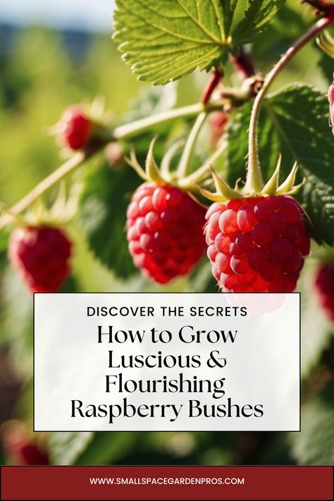 Learn how to grow raspberry bushes with our essential tips for a bountiful harvest! Our comprehensive guide covers the best planting techniques, proper care instructions, and effective harvesting tips to ensure your raspberry bushes thrive. Perfect for home gardeners who want to enjoy a plentiful supply of fresh, homegrown raspberries. Discover the secrets to a successful raspberry garden. #RaspberryBushes #GardeningTips #HomeGrown #FruitGardening #BountifulHarvest #GardenGuide Raspberry Bush Care, Raspberry Garden, Raspberry Plant, Raspberry Bushes, Planting Techniques, Raspberry Canes, Raspberry Bush, Growing Raspberries, Raspberry Plants