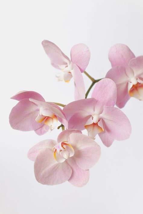 pink orchids close up Water Culture Orchids, Orchid Flower Tattoos, Orchid Cake, Orchid Illustration, Orchid Wallpaper, Orchid Drawing, Repotting Orchids, Oncidium Orchids, Orchid Photography