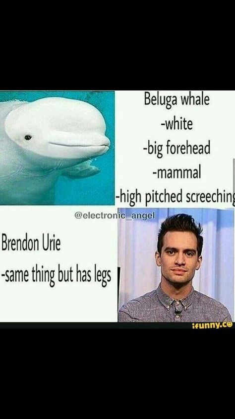 Same thing, but has legs Brendon Urie Memes, Emo Band Memes, Trendy Music, Music Funny, Emo Memes, Palaye Royale, Big Forehead, Emo Music, Brendon Urie