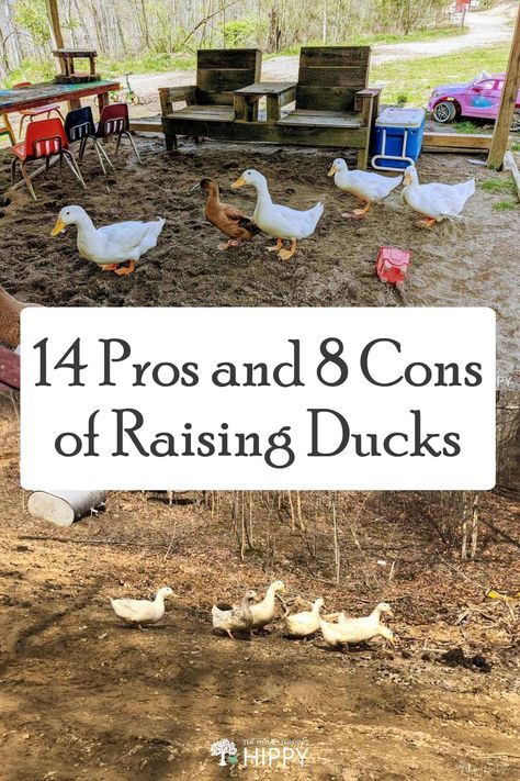 Ducks And Chickens Together, Duck Waterer, Ducks And Chickens, Keeping Ducks, Raising Meat Chickens, Types Of Ducks, Chickens And Ducks, Chicken Roost, Backyard Ducks