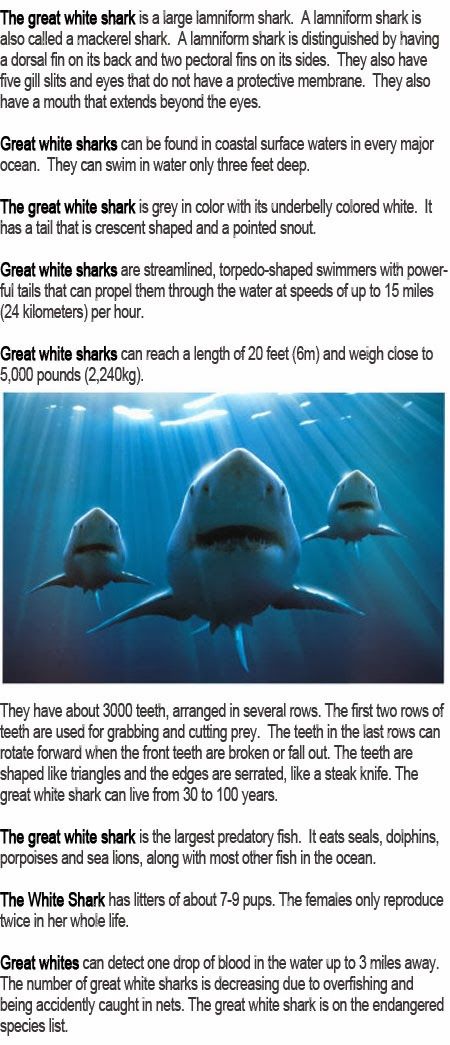 Great white shark information for kids Cool Animal Facts, Shark Habitat, Shark Information, Misunderstood Shark, Animal Fact File, Oceanography Marine Biology, Animal Information, Animal Facts Interesting, Animal Facts For Kids