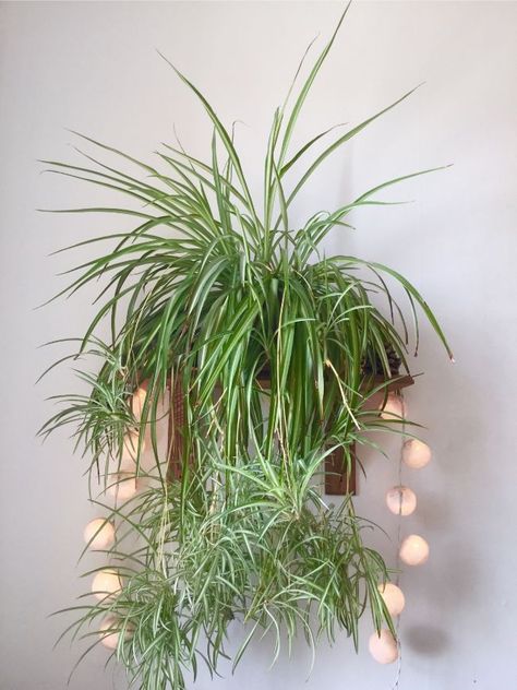 spider plant leaves brown tips chlorophytum comosum Spider Plant Benefits, Ribbon Plant, Peacock Plant, Wall Trellis, Epipremnum Pinnatum, Tall Plant Stands, Plant Benefits, Plant Wall Decor, Spider Plant