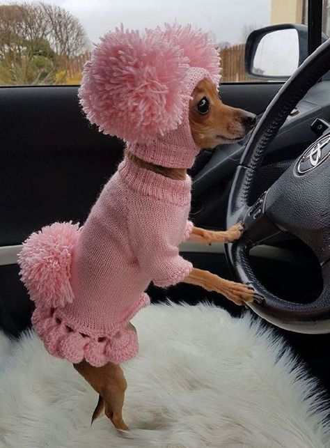 Small Dog, Wheel, Pink, Clothes