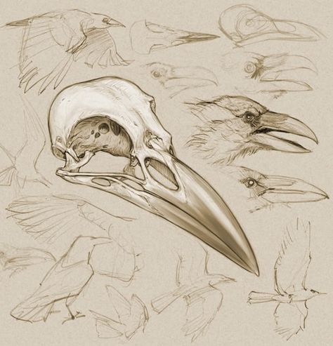 Just that center skull is gorgeous. Would look great with a single rose. Animal Skull Drawing, Skull Reference, Skull Sketch, Animal Skeletons, Crow Skull, Výtvarné Reference, Animal Skull, Bird Skull, Skull Drawing