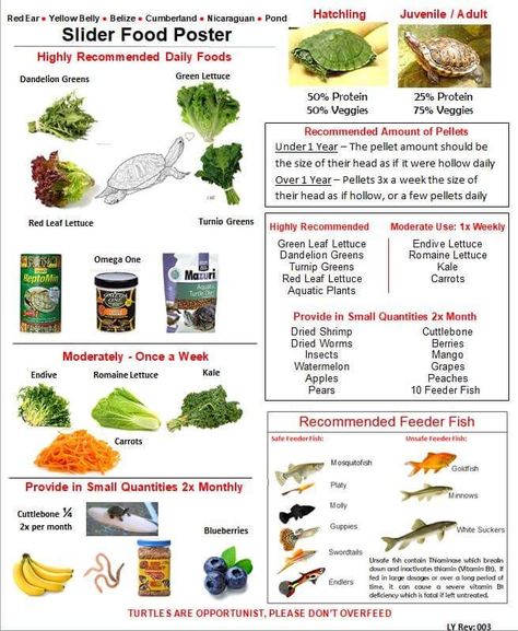 Slider feeding Yellow Belly Turtle, Pet Turtle Care, Red Ear Turtle, Red Ear Slider, Yellow Bellied Slider, Turtles Pet, Turtle Terrarium, Red Eared Slider Turtle, Turtle Facts