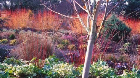 Cornus sanguinea Midwinter Fire Few plants can have such a dramatic effect in winter than Cornus Midwinter Fire, a shrub that without pruning would grow to 3-4 metres. Given a sunny situation where not too dry, and pruned annually in early spring Midwinter Fire will make a striking show from November until the end of … Winter Plants, Buy Plants, Winter Flowers, Lombok, Garden Spaces, Raised Garden, Winter Landscape, Winter Garden, Grasses