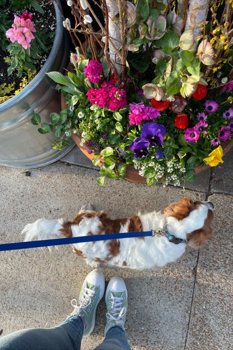 Cavalier King Charles Dog Aesthetic, Cavalier King Charles Puppy, King Charles Cavalier Spaniel Aesthetic, King Charles Spaniel Aesthetic, Cavalier King Charles Spaniel Aesthetic, Catherine Cowles, Cavalier King Charles Spaniel Puppy, Cavalier King Spaniel, Protection Dogs