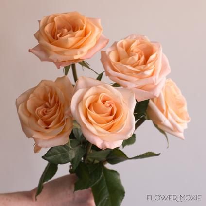 Peach Flowers | Bulk Fresh Wedding Flowers for DIY Brides — Flower Moxie Rose Color Meanings, Flower Moxie, Standard Roses, Tiffany Rose, Wedding Flower Packages, Rose Varieties, Rose Peach, Flower Care, Flower Diy