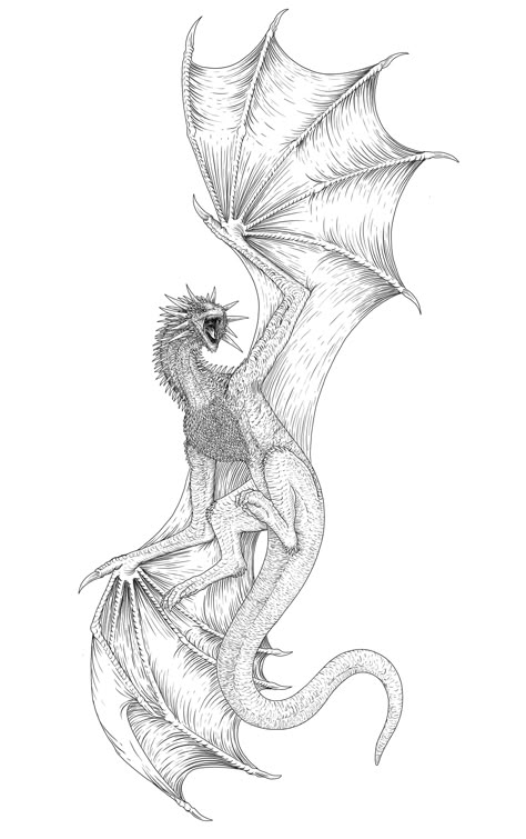 Basic Dragon Drawing, Meleys Dragon Art, Meleys Dragon Tattoo, House Of The Dragon Meleys, Wyvern Drawings, Water Dragon Drawing, Meleys Dragon, Dark Biblical Art, Wyvern Tattoo