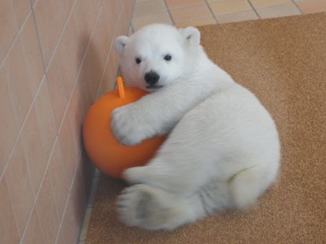 Polar Bears Cute, Polar Cub, Polar Bear Cubs, Polar Bear Images, Baby Polar Bear, Baby Polar Bears, Cute Polar Bear, Love Bear, Silly Animals