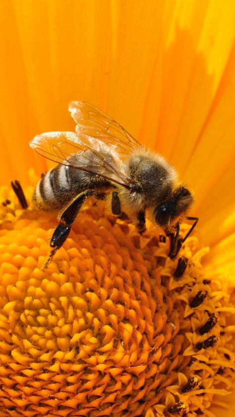 Free Mobile Wallpaper of Bee on Sunflower. Beautiful & awesome flower wallpaper. Free desktop wallpaper of flowers - mostly close-up macro photographs. These images are free to download and use for personal use. Download free android, iphone, ipad, mobile & desktop wallpaper at GraffitiWallpaper.com. #wallpaper #backgrounds #flowerwallpaper #flower #beautiful #floral #nature Honey Bees Keeping, Bee Wallpaper, Perjalanan Kota, Bee Pictures, Bees And Wasps, Sunflower Wallpaper, Bee Pollen, Tablet Wallpaper, Bee Art