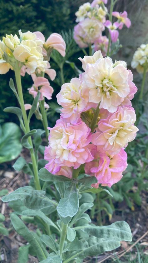 close up of multi-colored Quartet Rainbow Stock flowers Matthiola Flower, Caravan Garden, Stock Plant, Matthiola Incana, Stock Flowers, Cat Safe Plants, Endless Summer Hydrangea, Sweet Woodruff, Flower Identification