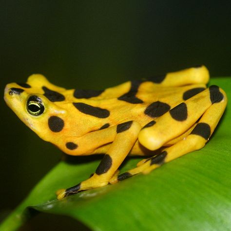 The Panamanian Golden Frog | De Bonte Klompvoetkikker of Gouden Klompvoetkikker Panamanian Golden Frog, Golden Frog, Frog And Toad, Cute Frogs, Toad, Frogs, Reptiles, Yellow, Animals