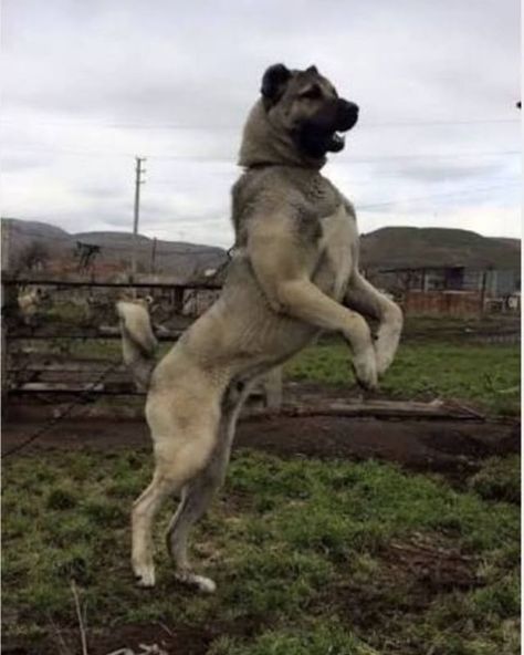 #kangaldogsize #kangaldogweight #kangaldogbiteforce Belgian Malinois Puppies, Kangal Dog, Malinois Puppies, Livestock Guardian Dog, Rare Dog Breeds, Big Dog Breeds, Scary Dogs, Anatolian Shepherd, Huge Dogs