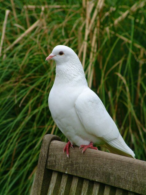 Morning Doves, Pretty Place Chapel, Painting Love Couple, Pet Pigeon, New Car Wallpaper, Pigeon Breeds, Indian Flag Wallpaper, Beautiful Scenery Photography, Pictures Of Christ