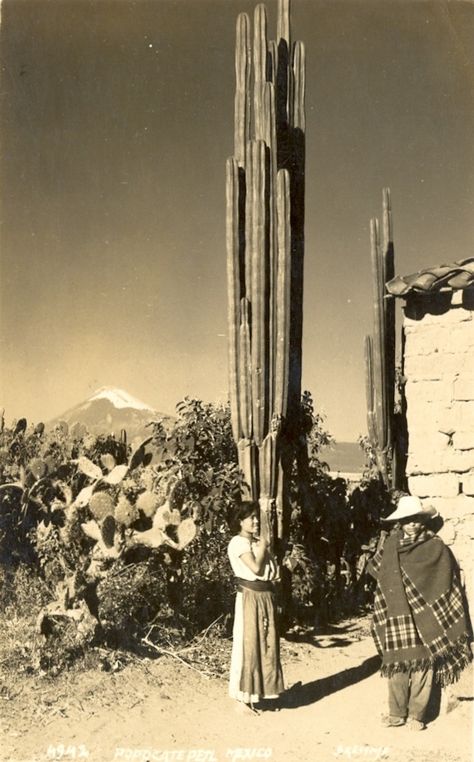 Old Mexican postcard 70s Pictures, Vintage Cactus, Old Advertisements, Mexican American, Photo Postcard, Mexican Culture, Vintage Mexican, Mexican Art, San Sebastian