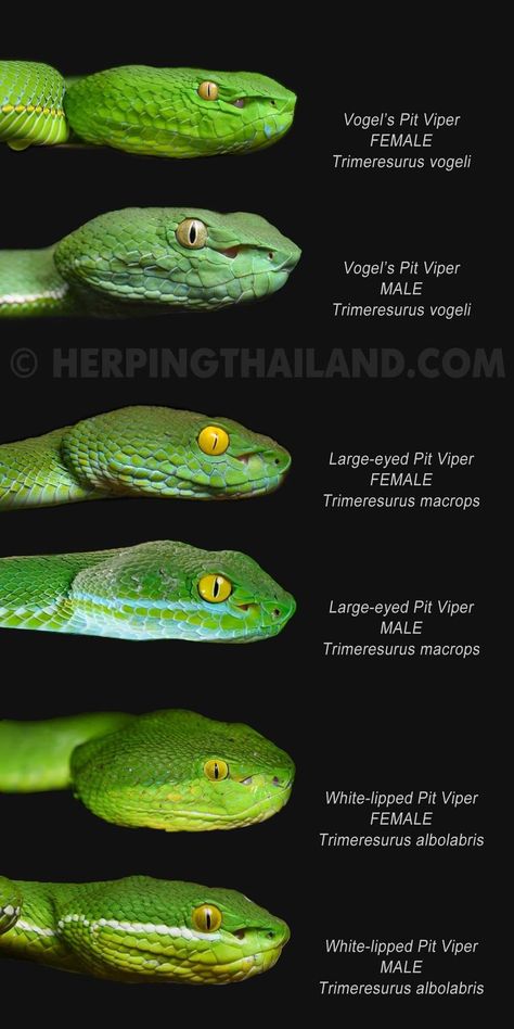 <REPOST> from Tontan Travel - Wildlife Tours Comparison of 3 species of Green Pit Vipers in Indochinese Peninsula. Vogel's Pit Viper (Trimeresurus vogeli) Large-eyed Pit Viper (Trimeresurus macrops) White-lipped Viper (Trimeresurus albolaris) Pit Vipers Snakes, White Lipped Pit Viper, Green Viper Snake, Viper Drawing, Green Pit Viper, Pit Viper Snake, Snake Breeds, Animal Infographic, Pit Vipers