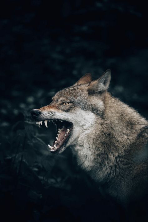 wolf with open mouth photo – Free Image on Unsplash Cut Out People, Expensive Art, Wolf Images, Wolf Wallpaper, Wolf Pictures, River Falls, Sit Back And Relax, An Animal, Learn To Paint