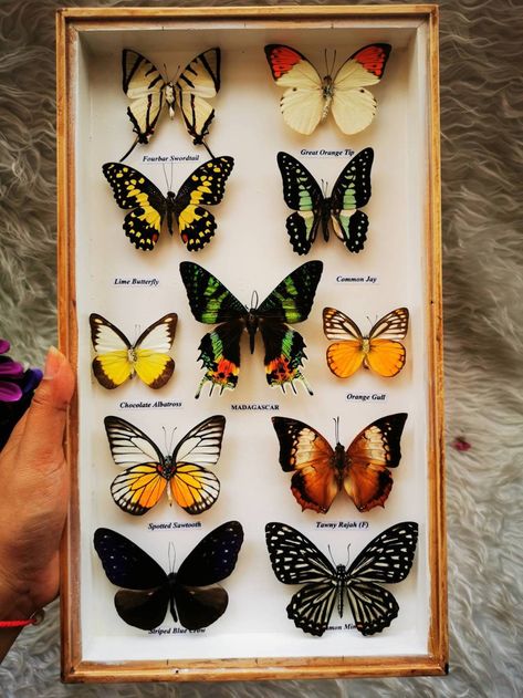 Real Mix 11 Butterfly Insect Taxidermy In Box Wood Frame Display Home Decor #2 Material: Mix 11 Butterfly in wood box Frame Main : Madaguscar Butterfly Quantity: 1 Pcs. This Item Is Mix of Thai 11 butterfly taxidermy in Luxury Box framed. The Species of small butterflies may not be the same as picture. it made of hard wood, Wood Color with glass front. Naturally, all butterflies sold are 100% real and have been professionally dried and prepared.  All butterflies in the case have been fixated on