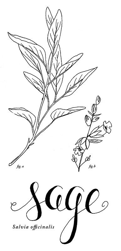 Sage Plant Tattoo, Sage Tattoo, Mic Tattoo, Herb Tattoo, Sage Art, Brush Tattoo, Vine Tattoo, Sage Plant, Plant Tattoo