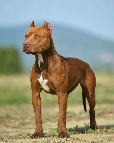 Pitbull Puppies Training, Cute Pitbull Puppies, Living Independently, Big Dogs Breeds, Biggest Dog In The World, Family Dogs Breeds, Pit Dog, Biggest Dog, American Bull