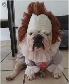 Untitled Cute Dog Costumes, Dog Costumes Funny, Bulldog Francese, Pet Halloween Costumes, Funny Animal Photos, Funny Dog Memes, Dog Halloween Costumes, Funny Dog Pictures, Dog Costumes