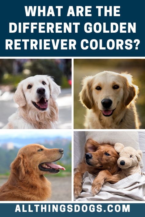 The appearance of Golden Retrievers varies somewhat worldwide both in size and color. The Golden Retriever colors vary in shades of golden. Read on to learn more about their coat.  #goldenretrievercolors #goldenretriever Golden Retriever Different Colors, Golden Retriever Breeding, Breeding Golden Retrievers, Golden Retriever Toys, Canadian Golden Retriever, Types Of Golden Retrievers, Light Golden Retriever, Two Golden Retrievers, Golden Retriever Haircut Styles