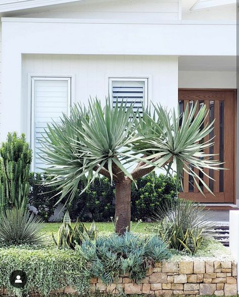 Dragon Tree Garden Design, Feature Plants Front Yards, Facade Garden Design, Front Yard Feature Tree, Coastal Front Landscaping, Modern Minimalist Landscaping, Feature Trees Front Yard, Dragon Tree Landscape, Palm Tree Front Yard