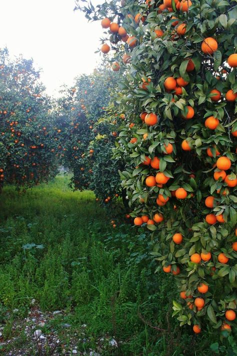 Orange Garden, Kemer Antalya / Turkey  www.partmezzo.com Aesthetic Summer Quotes, Summer Time Aesthetic, Nurture Your Soul, Tattoo Plant, Summer Dreaming, Time Aesthetic, Farm Lifestyle, Orange Tree, Summer Quotes