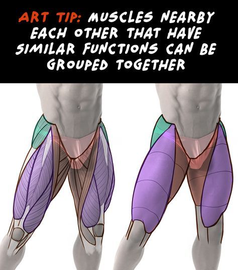 Body Muscles Anatomy Drawings, Tendons Anatomy, Back Muscles Anatomy, Proko Anatomy, Leg Muscles Anatomy, Muscles Anatomy, Leg Anatomy, Human Anatomy Reference, Drawing Anatomy