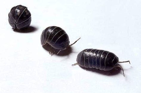 Potato bugs Pill Bugs, Potato Bugs, Pill Bug, Cool Insects, Bug Tattoo, Bug Boy, Cool Bugs, Creepy Crawlies, Arthropods