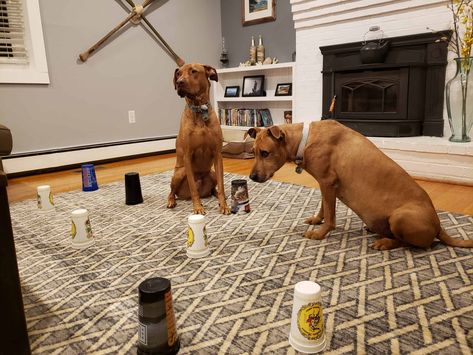 12 Indoor Activities To Keep Your Dog Happy On Rainy Days 2 Rainy Day Dog Activities, Dog Games Diy, Canine Enrichment, Dog Therapy, Dog Boredom, Brain Games For Dogs, Apartment Dogs, Colorful Hairstyles, Diy Dog Toys