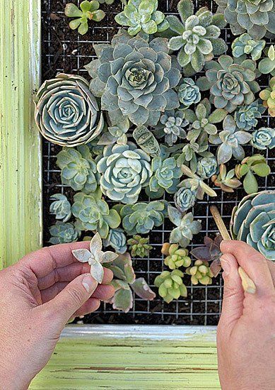 Tanaman Sukulen, Succulent Frame, Vertical Succulent Gardens, Jardim Diy, Succulent Wall Art, Hardware Cloth, Succulent Cuttings, Old Picture Frames, Types Of Succulents