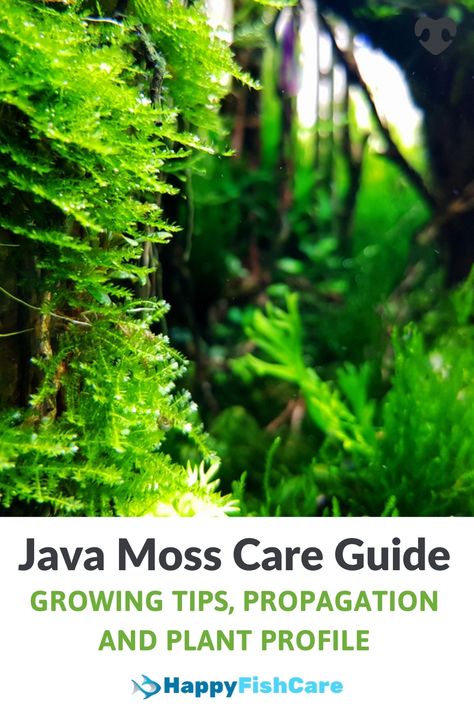 photo of a java moss plant. Java Moss Aquarium, Java Moss, Growing Moss, Planted Tank, Aquarium Ideas, Home Aquarium, Plant Guide, Growing Tips, Aquascaping