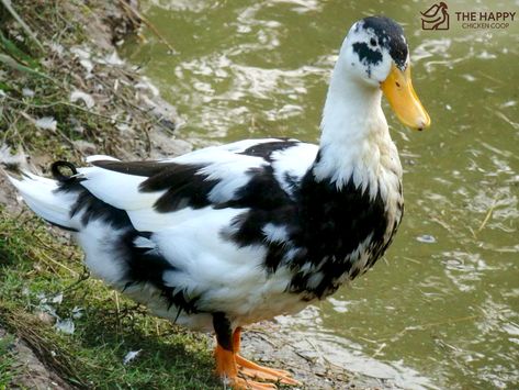 As a quality multipurpose duck breed, the Ancona duck can surely put you on track to hitting your flock goals. We'd be glad to show you more about how this breed can do wonders for your flock's ambitions. Ancona Ducks, Farm Goals, Duck Stuff, Duck Species, Oc Family, Backyard Ducks, Duck Breeds, Duck Coop, Duck Farming