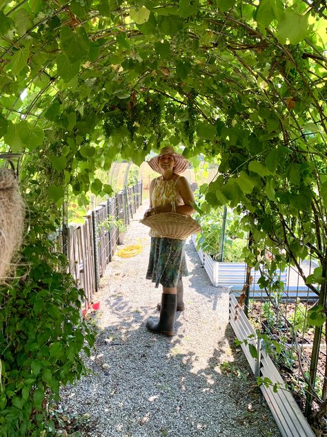 Concord grapevine arch Rustic Garden Arch, Grape Archway, Small Vineyard Backyard, Grapevines Backyard, Grape Arch, Grape Vine Ideas, Grapevine Arch, Grape Vineyard, Grape Trellis