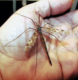 Crane Fly | Discovering Lewis & Clark ® Wide Set Eyes, Crane Fly, Lewis And Clark, Gentle Giant, Dragonflies, When He, Bugs, Insects, Butterflies