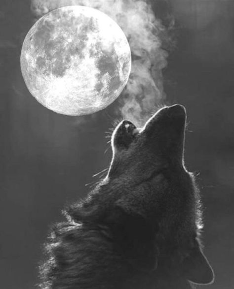 Wolf And Moon Tattoo, Full Moon Photography, Wolves And Women, Wolf Images, Wolf Artwork, Wolf Spirit Animal, Wolf Wallpaper, Howl At The Moon, She Wolf