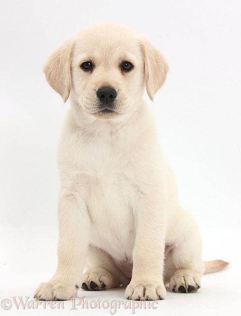 Yellow Lab Puppies, White Labrador, Labrador Retriever Puppy, Puppy Sitting, Yellow Labrador Retriever, 골든 리트리버, Black Labrador Retriever, Labrador Retriever Puppies, Yellow Labrador