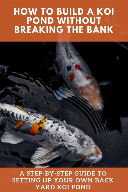 A Koi Pond is a magical addition to the yard, bringing serenity and joy for years. Click for a step-by-step guide, and learn how to build a koi pond cheap! How To Build A Koi Pond, How To Build A Koi Pond Step By Step, Koi And Goldfish Pond, Diy Fish Pond Cheap, Koi Ponds Ideas, Diy Koi Pond Ideas, Diy Koi Pond, Koi Pond Ideas, Japanese Koi Pond