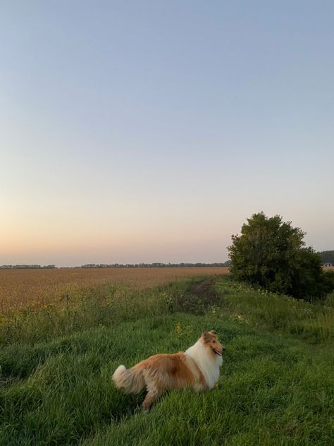 Collie Dog Aesthetic, Rough Collie Aesthetic, Collie Aesthetic, Dogs In Nature, Country Dogs, Rough Collie Puppy, Dog Light, Farm Dogs, Collie Puppies