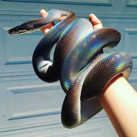 Black Mexican kingsnake❤️- maddierose30 she’s a beauty Sunbeam Snake Aesthetic, Sunbeam Snake, Mexican Black Kingsnake, Cool Snakes, Pale Grunge, Rainbow Snake, Pretty Snakes, Colorful Snakes, White Lips