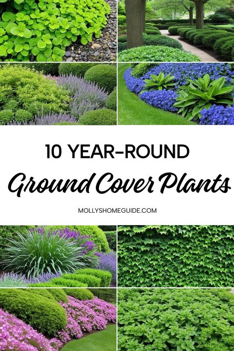 Looking to add year-round interest in your garden? Explore the best ground cover plants in Australia for low-maintenance landscaping. These lush evergreen ground covers not only provide beautiful garden edging but also vibrant colors with colorful ground covers. Discover evergreen ground cover options that are perfect as all year round plants, creating perpetual greenery in your outdoor space. Consider these low-growing perennials as gorgeous additions to your landscape, transforming it into a s Rock And Ground Cover Landscape, Groundcovers For Full Sun, Low Growing Ground Cover Sun, Colorful Ground Cover Perennials, Landscaping Ground Cover Ideas, Blue Star Creeper Ground Cover, Ground Covering Perennials, Cottage Garden Ground Cover, Mazus Ground Cover