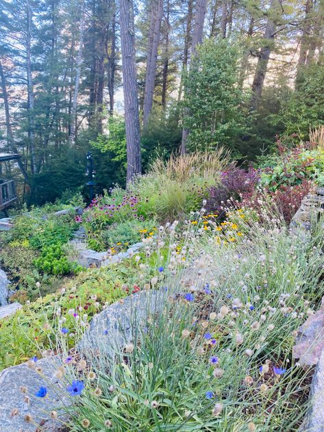 Native Plant Landscape, Baptisia Australis, Late Summer Flowers, Prairie Garden, Native Plant Gardening, Meadow Garden, Victory Garden, Sloped Garden, Echinacea Purpurea