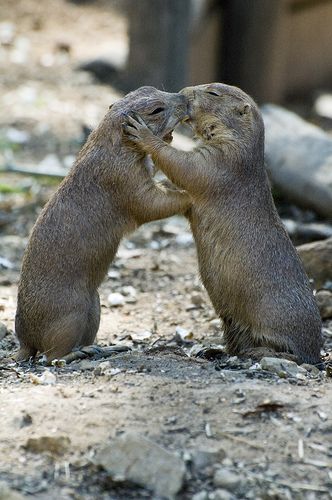 14 Adorable Animal Kissing Photos Animals Being Friends, 2 Animals Together, Two Animals In Love, Animal Kissing, Kissing Animals, Animal Duos, Dogs Kissing, Cute Animals Kissing, Animal Couples